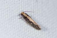 Monopis crocicapitella