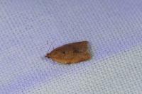 Clepsis consimilana