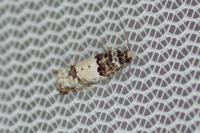 Epinotia thapsiana