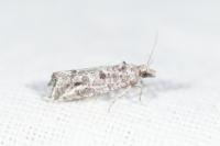 Lobesia helichrysana