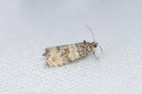 Piniphila bifasciana