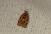 Adoxophyes orana