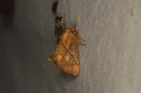 Apoda limacodes