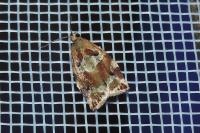 Archips xylosteana