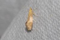 Crassa tinctella