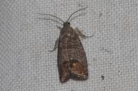 Cydia pomonella