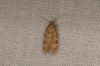 Pseudotelphusa paripunctella