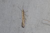 Plutella xylostella