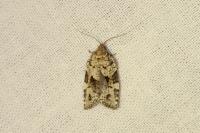 Dichelia histrionana