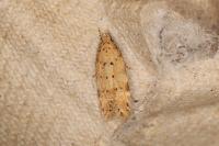 Pseudotelphusa paripunctella