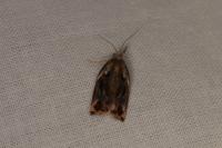 Archips oporana