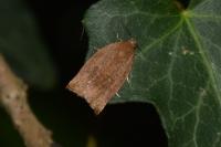 Clepsis consimilana