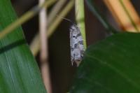 Cnephasia