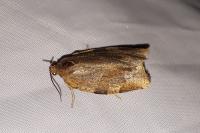 Choristoneura hebenstreitella