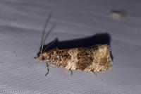 Olethreutes umbrosana