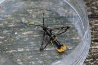 Synanthedon andrenaeformis