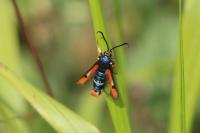 Pyropteron chrysidiforme