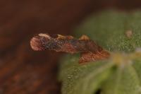 Coleophora limosipennella