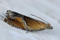 Ancylis obtusana