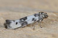 Enolmis acanthella