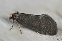 Taleporia tubulosa