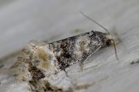 Cochylis nana