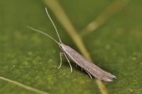 Coleophora lassella