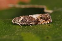 Pammene albuginana