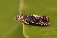 Pammene albuginana