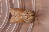 Acleris hastiana