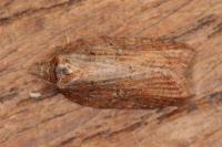 Acleris hastiana