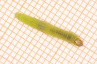 Acleris hastiana