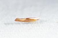 Argyresthia albistria