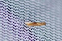 Argyresthia albistria