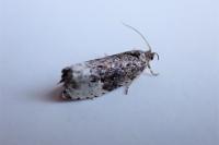 Hedya nubiferana