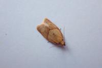Clepsis consimilana