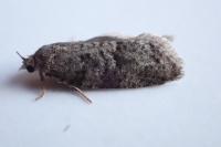 Cnephasia