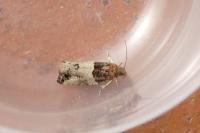 Gypsonoma aceriana