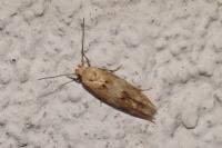 Mompha epilobiella