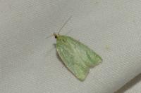 Tortrix viridana