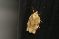 Choristoneura hebenstreitella