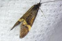Nemophora degeerella