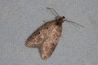 Luquetia lobella