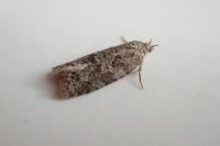 Cnephasia