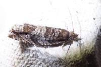 Ancylis achatana