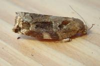 Archips xylosteana
