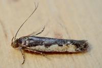 Cosmardia moritzella