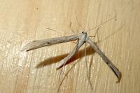 Emmelina monodactyla
