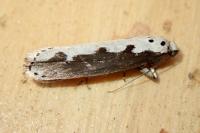 Ethmia bipunctella