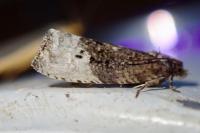 Hedya nubiferana